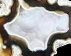 Unique, Agatized Fossil Coral Geode - Florida #60248-2